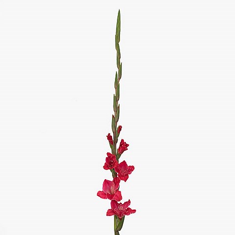 Gladioli Fairytail