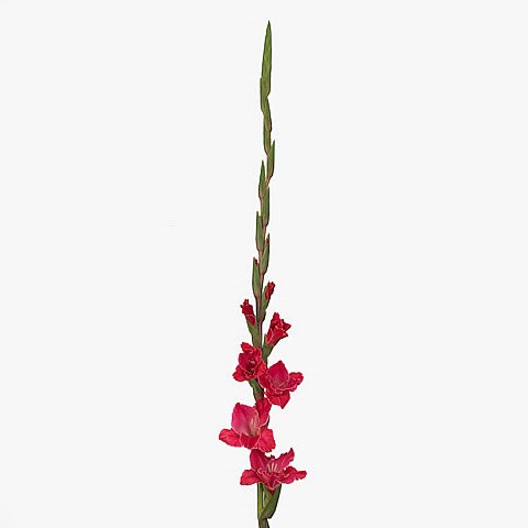 Gladioli Fairytail