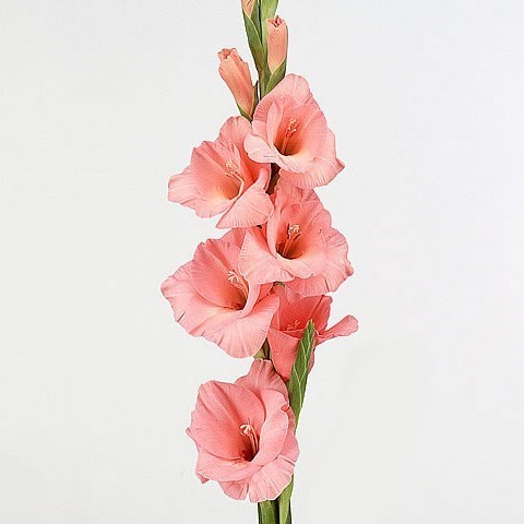 Gladioli Fortarosa Rose