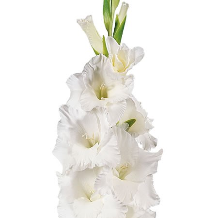 Gladioli Grand Prix