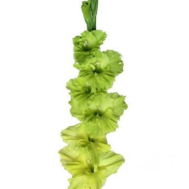 Gladioli Green Star