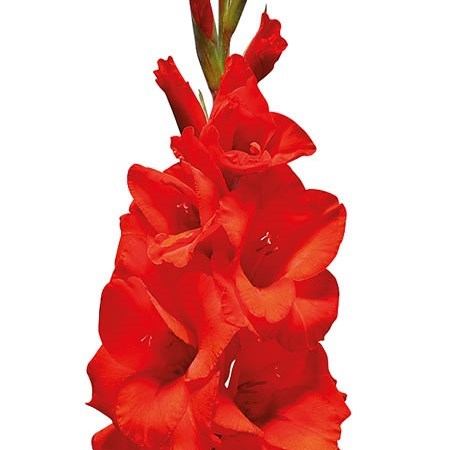 Gladioli Hunting Song