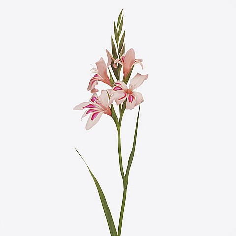 Gladioli Impressive (Mini)