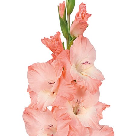 Gladioli Karma