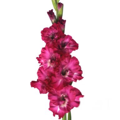 Gladioli Kingston Ruffle