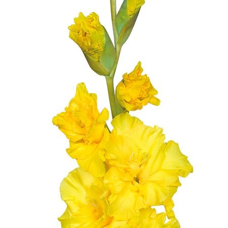 Gladioli Lemon Drop