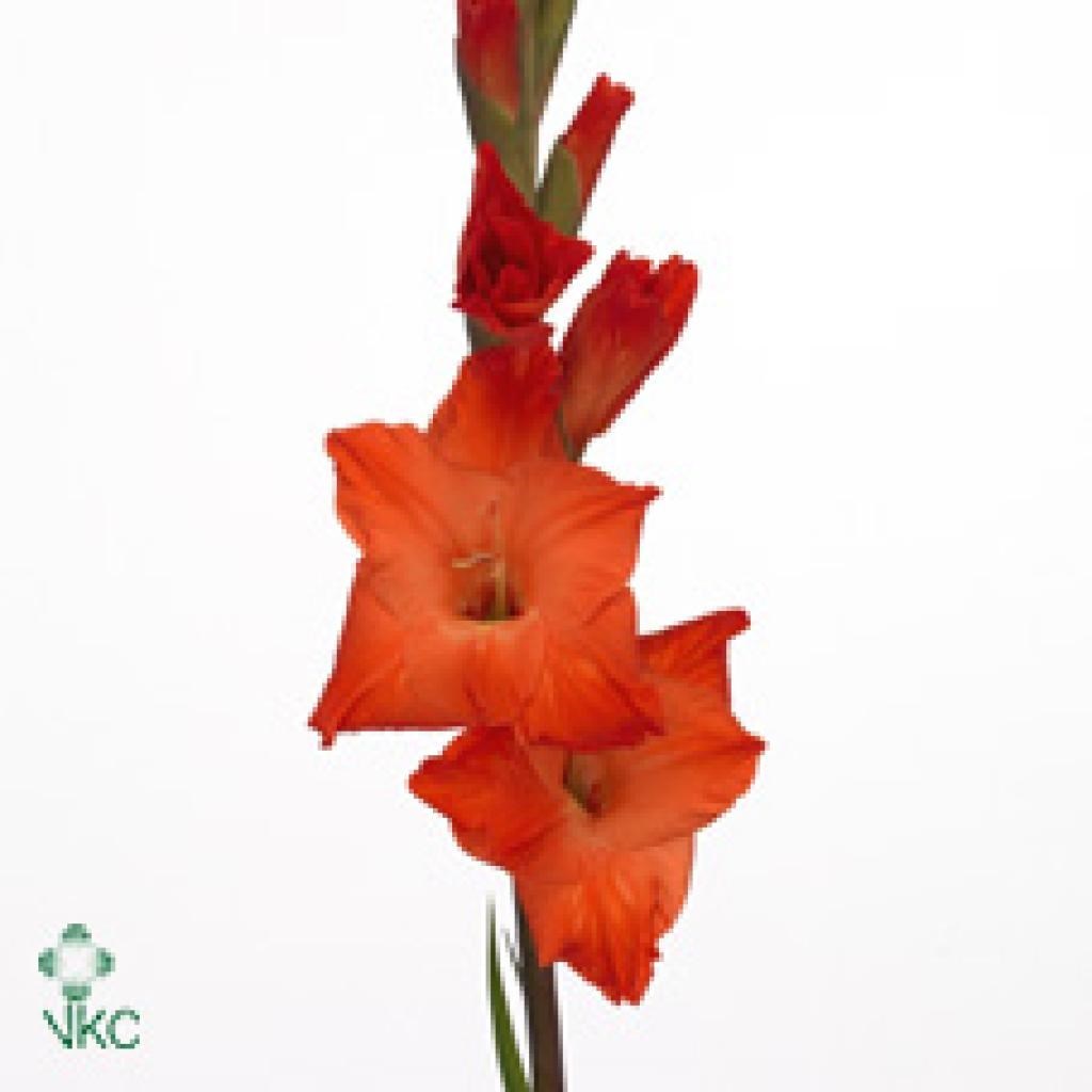 Gladioli Live Oak