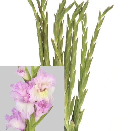 Gladioli Magenta Princess