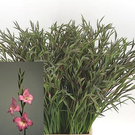 GLADIOLI MINI CHARM
