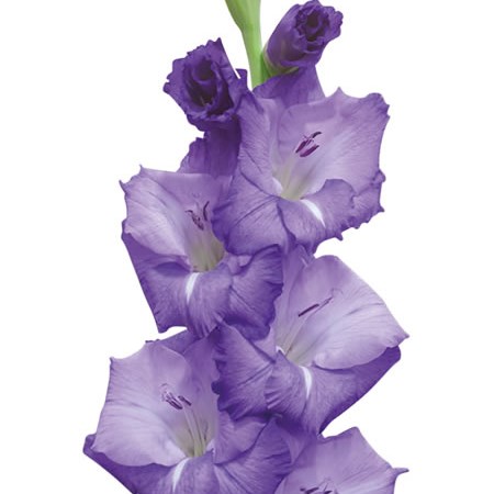 Gladioli Mojito