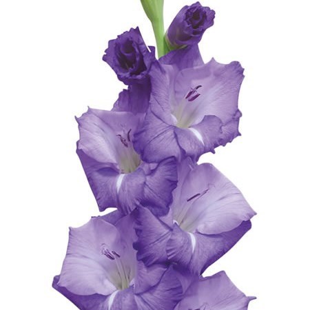 Gladioli Mojito