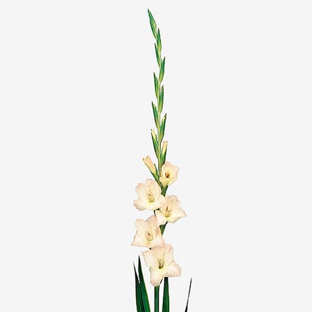 Gladioli Mon Cher