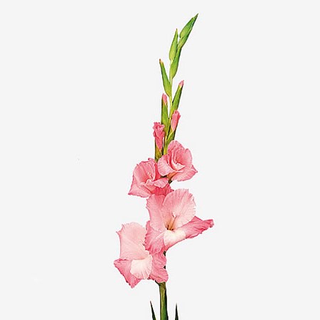 Gladioli Oasis