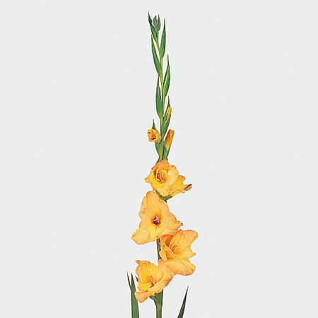 Gladioli Ovatie