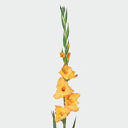 Gladioli Ovatie