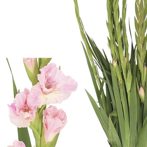 Gladioli Pink Lightning