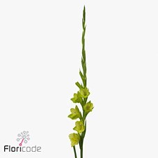 Gladioli Prima Verde