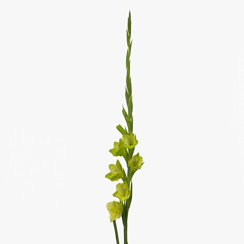 Gladioli Prima Verde