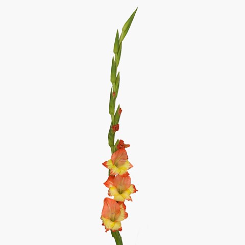 Gladioli Princess Margaret