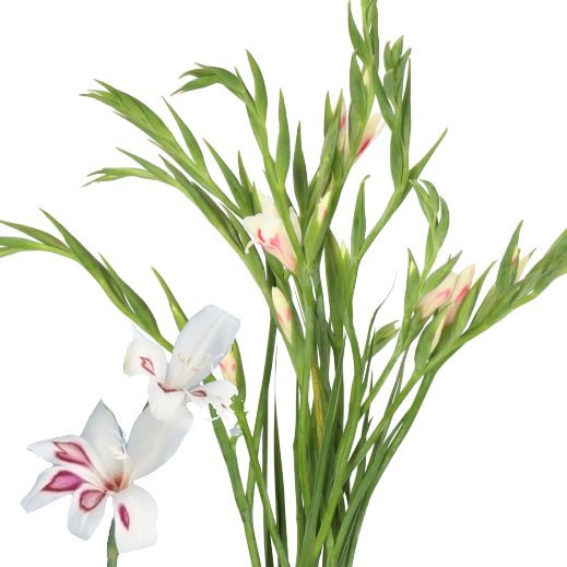 Gladioli Prins Claus (mini)