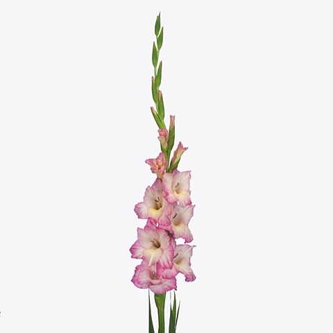 Gladioli Priscilla