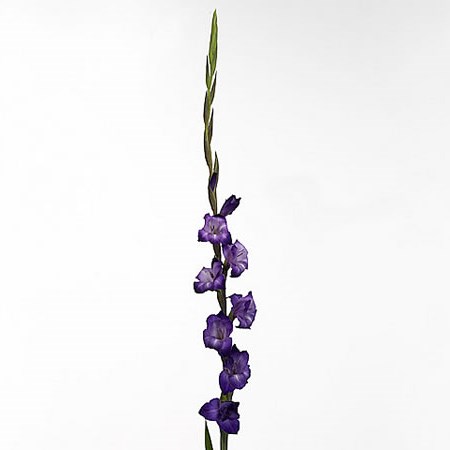 Gladioli Purple Mate