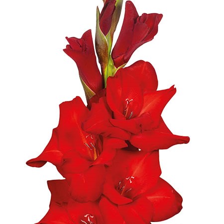 Gladioli Red Balance