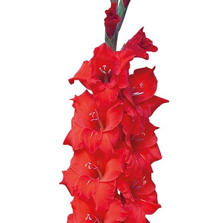 Gladioli Red Magma