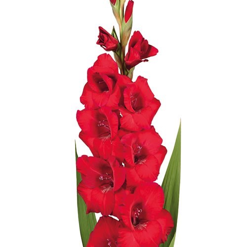 Gladioli Roma