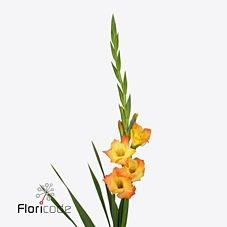Gladioli Rotary