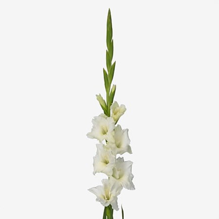 Gladioli Serena