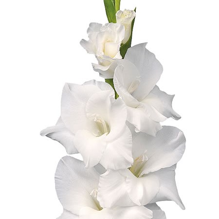 Gladioli Snowdon