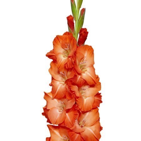 Gladioli Stormy
