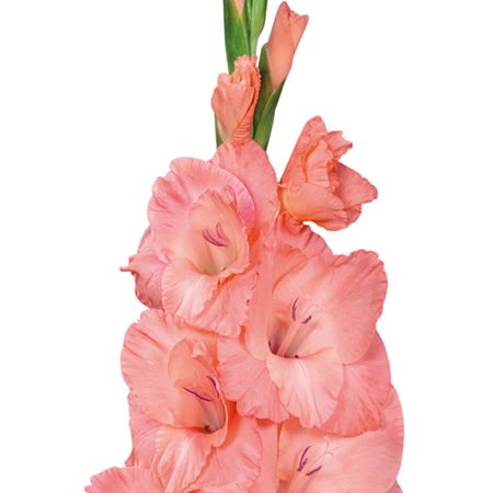 Gladioli Sugar Babe