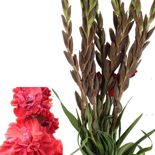 Gladioli Velvet Raspberry