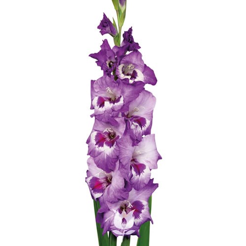 Gladioli Vista