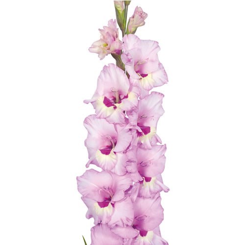 Gladioli Zamora