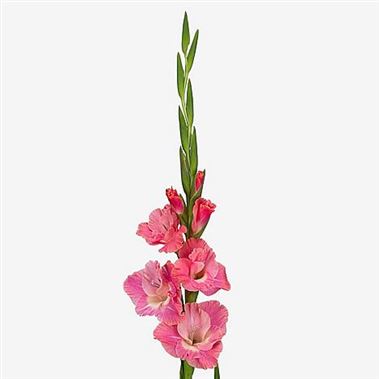 Gladioli Pink Parrot