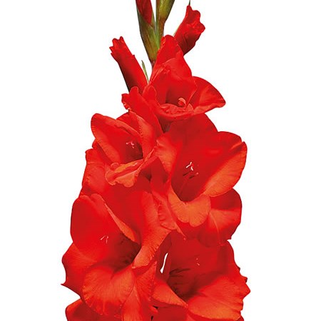 Gladioli Hunting Song