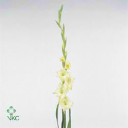 Gladioli Large Adagio