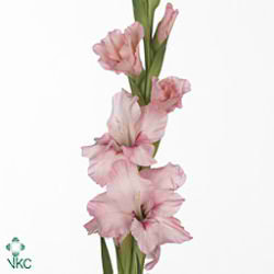 Gladioli Large Adrenalin