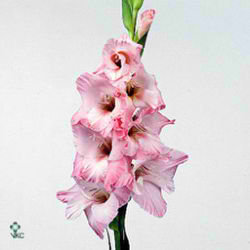 Gladioli lrg. Ben Venuto