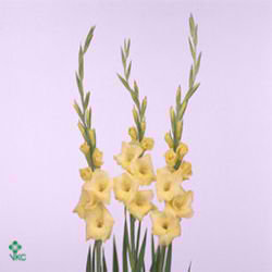Gladioli Large Breedsville
