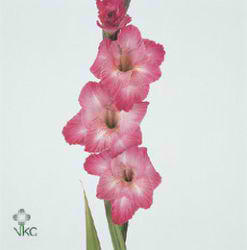 Gladioli Large Cantate