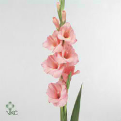 Gladioli Large Fortarosa