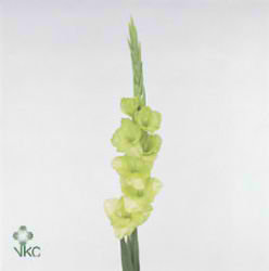Gladioli Large Green Star