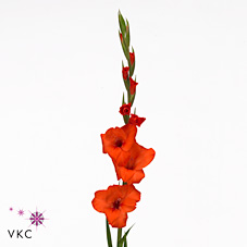 Gladioli Large Hunting Song