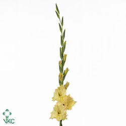 Gladioli Large Lemon Drop