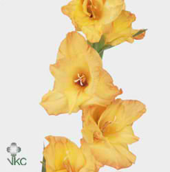 Gladioli Large Ovatie
