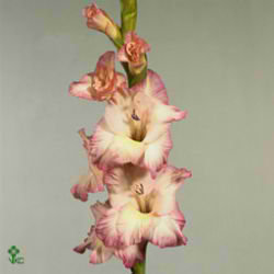 Gladioli Large Priscilla
